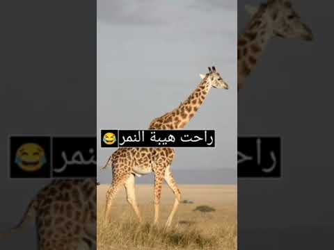 راحت هيبة النمر و الأسد