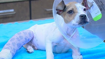 Police say puppy found in a trash bag likely run over