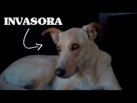 Historias Innecesarias: Perros...DEMASIADOS perros