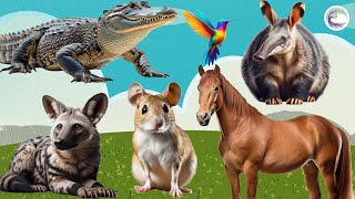 The Most Beautiful Animals Of Asia: Crocodile, Rat, Horse, Dog, Bird, Anteater