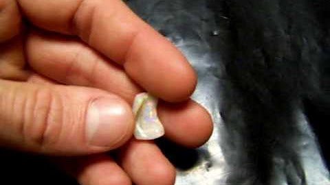 OCO5 coquillage marin fossilisé et opalisé  préhistorique  -- Opalized shell opal By OPAL ORION