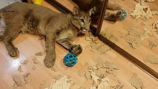 Пума Месси один дома. Puma Messi is home alone. Пума Месси один дома. Puma Messi is home alone.