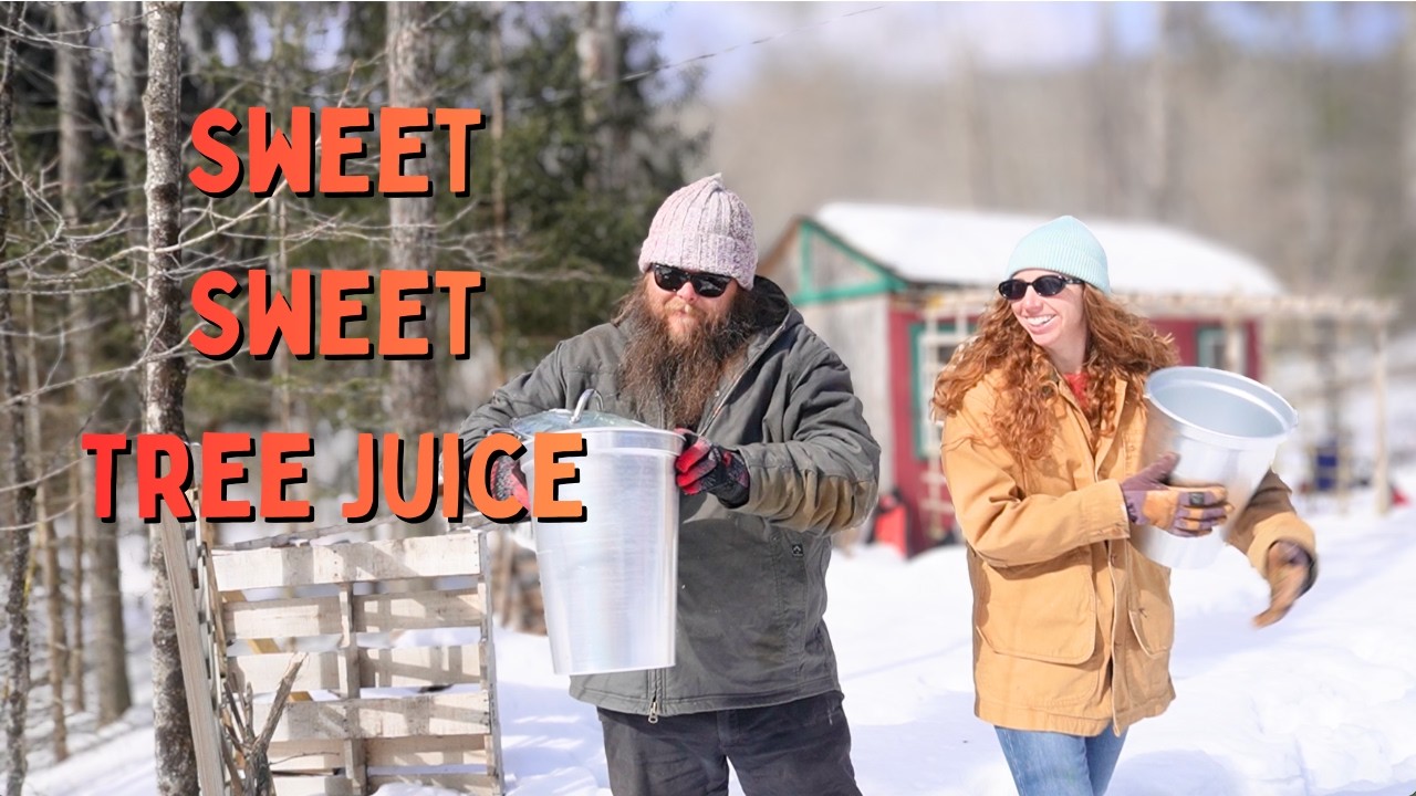 He Tried to Become Maple King… We Made Burnt Sugar Instead | Mountain Life