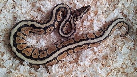 Spotnose ball python and combos!