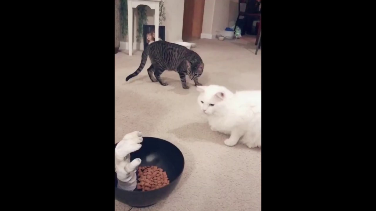 Funny Animals Compilation Cute Dogs and Cats Funniest Pets ...