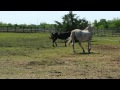 Whisper turned out with Prince and the Arabians