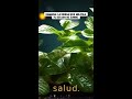 ¡Descubre el poder secreto de la hierba damiana! 🌿