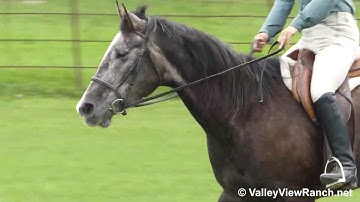 Johnny - riding English on the flat and ground poles! - ValleyViewRanch.net