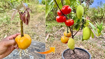 How to propagate mango trees with ripe tomatoes to get fast fruit in the shortest time