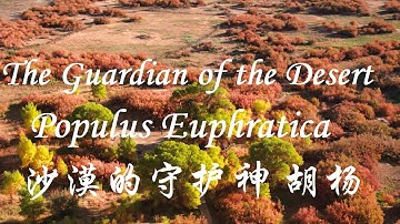 Amazing China: The Guardian of the Desert -- Populus Euphratica 美丽中国：沙漠的守护神 胡杨