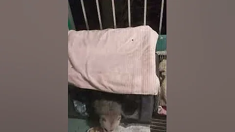 Polly Opossum having dinner in bed.
