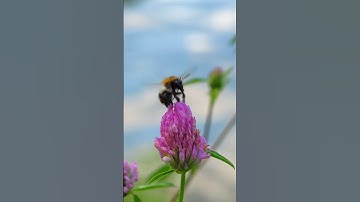 Macro video Vivo x100 ultra #music #nature #happy