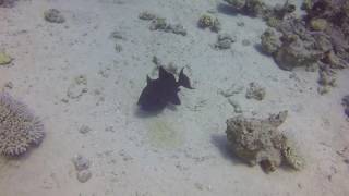Big Blue Triggerfish