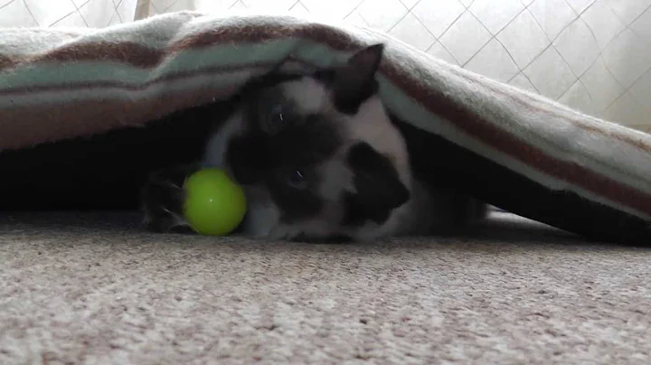 Watch the video about Ragdoll cat playing under the dogs bed!