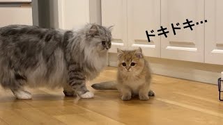 ついに子猫がリビングデビューしたらSPかのごとくついて回る猫たち