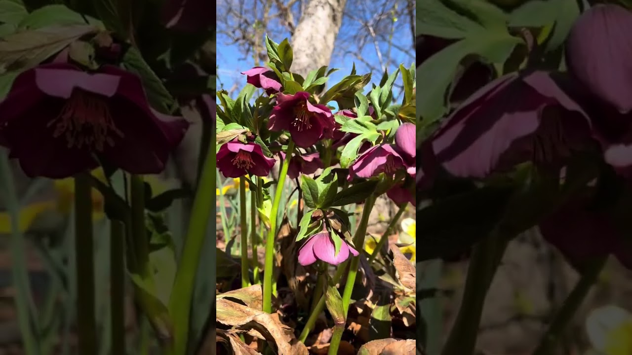 #spring #daffodils #flowers #garden #zone5b