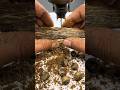 This is how to make agarwood bracelet satisfying shorts.