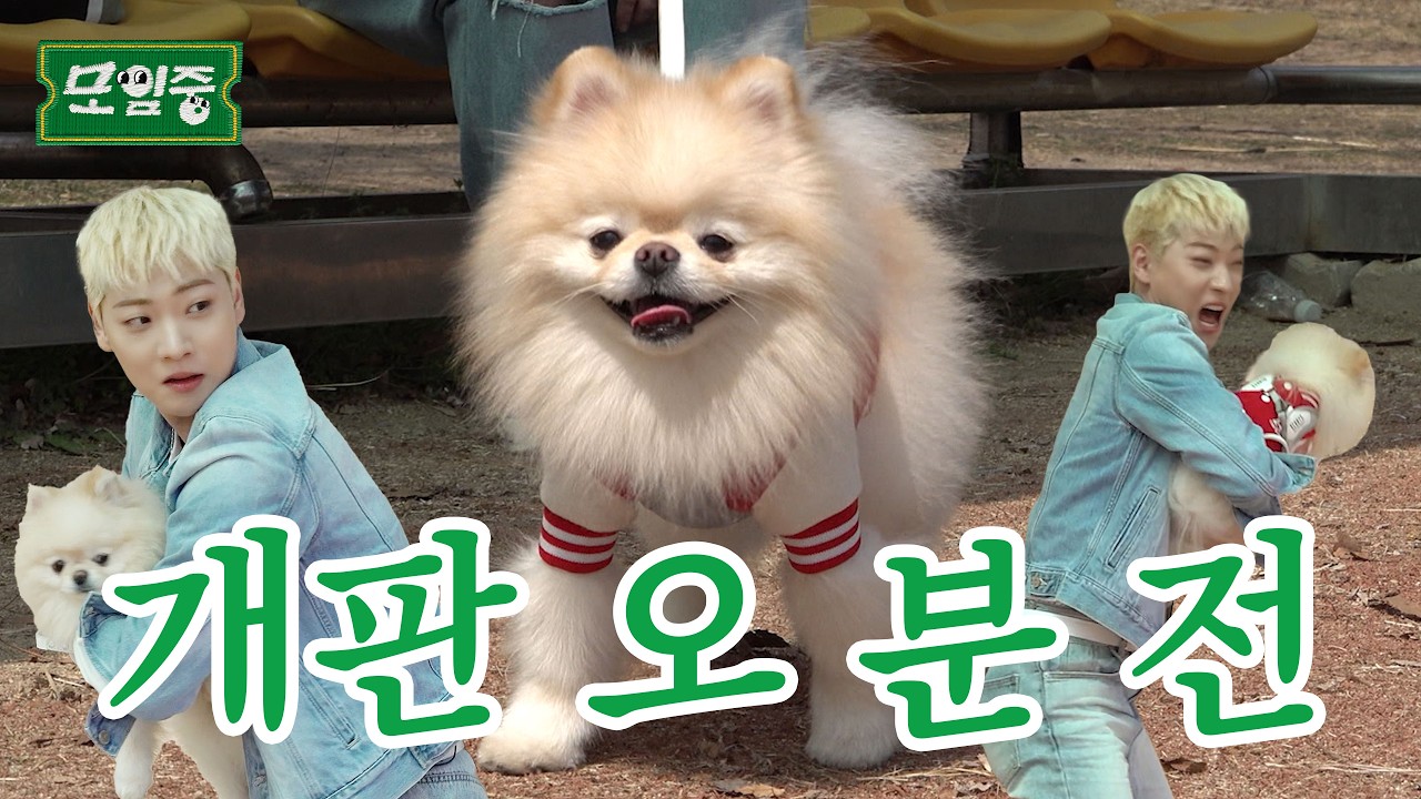 (모르는)개 산책 모임 | EP1 | 모임중 | 아몬어스(EN/JP/ID)#모임중 #이션 #강아지