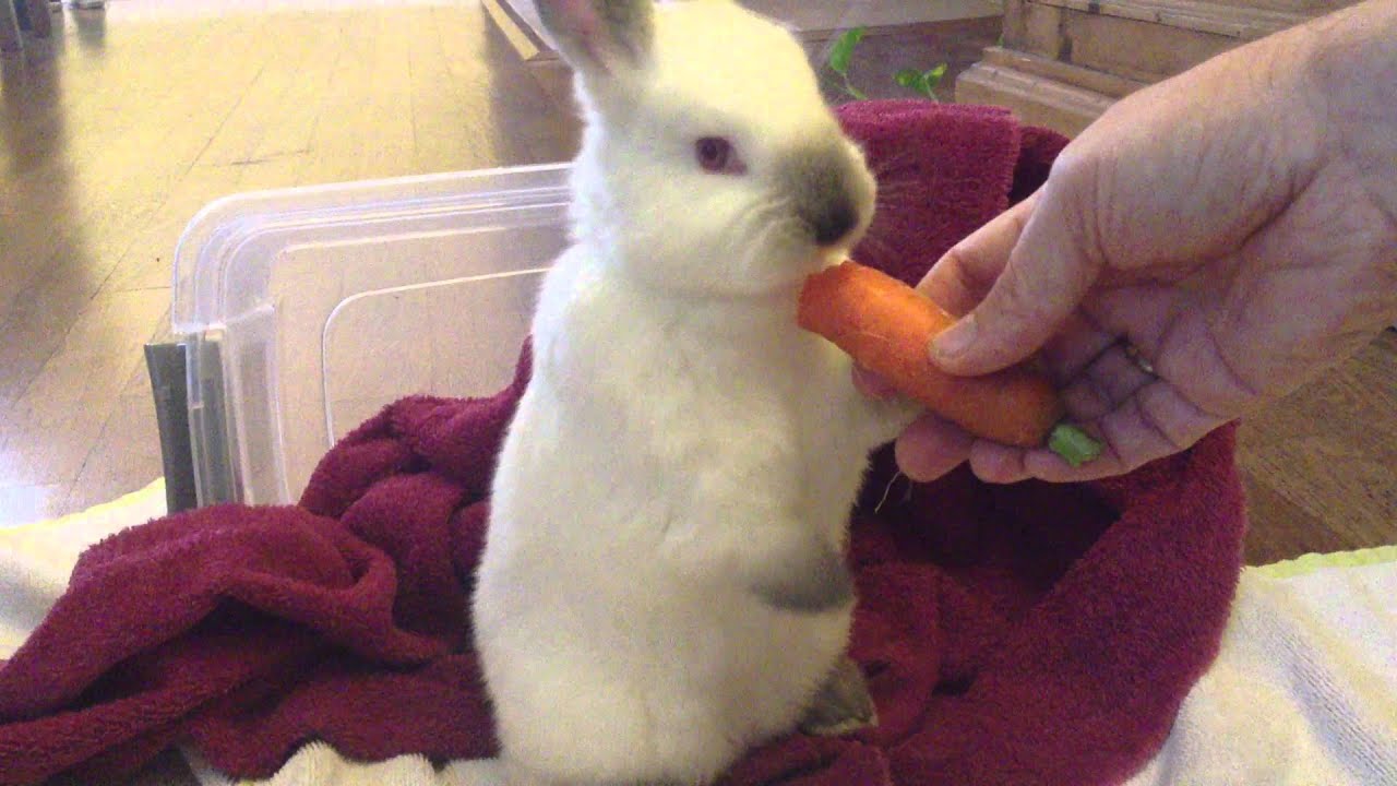 Too Cute Little Baby Bunnies Getting Friendly Youtube