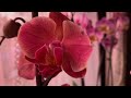 Гнилые корни орхидеи / Вторая из 6 подаренных орхидей 20 апреля 2021 г.
