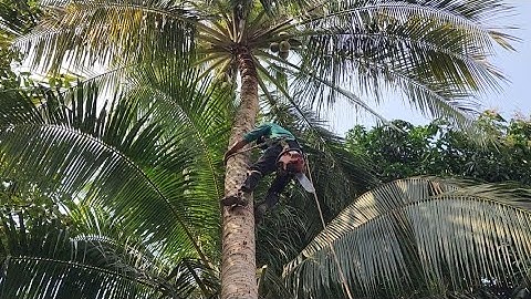 Cưa  cây  dừa , Ở  vị  trí  khó  .Pha sử  lý  ngọn  đẹp. Cưa  cây  kỷ  thuật  cao