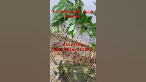 Lô #sâm rừng cực kì đẹp thân lá ngắn nhỏ chất sâm cực đẹp cả lô #sâm_ngọc_linh 1.5kg Zá 47tr/1kg