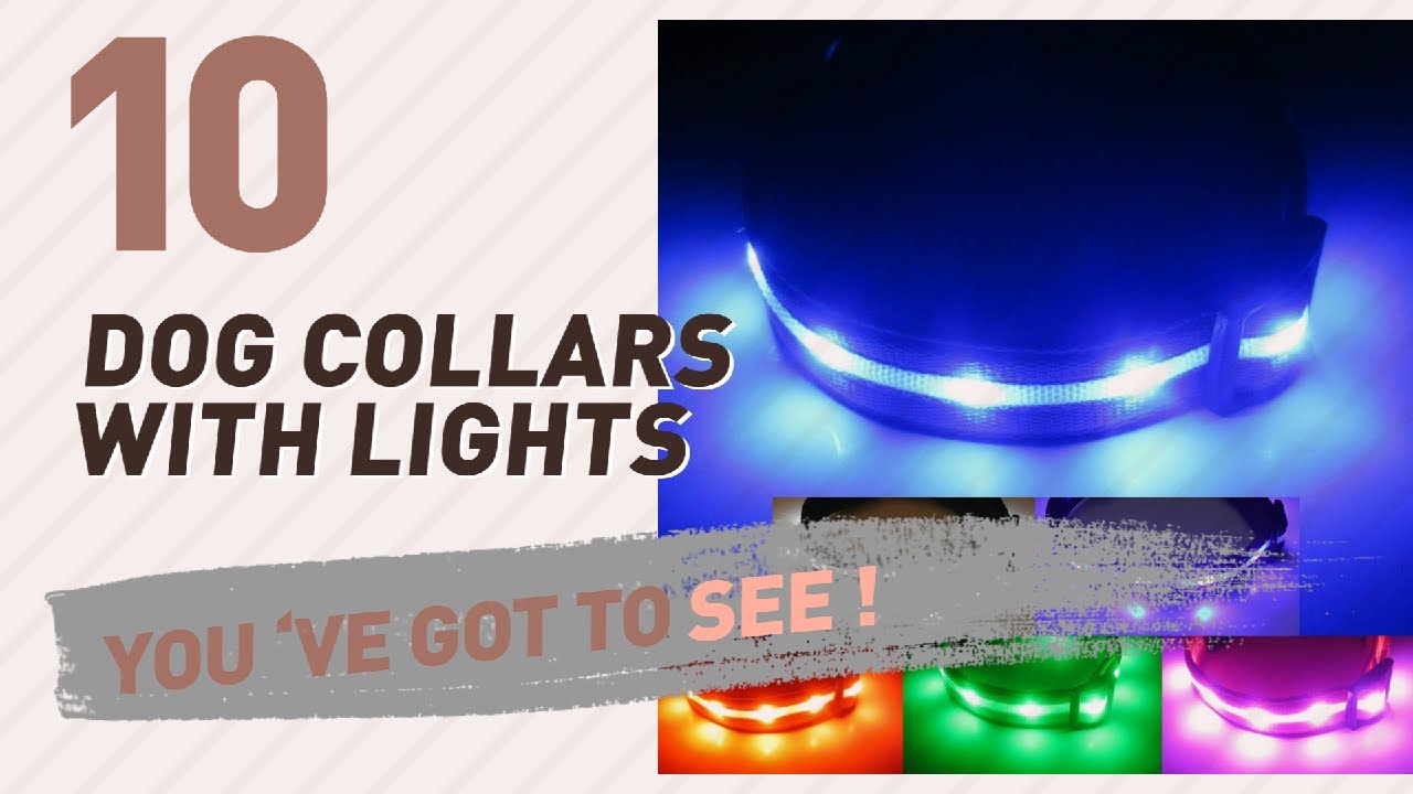 cats inn Dog Collars With Lights // Top 10 Most Popular
