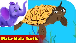 Matamata Turtle / Weird Animal Songs / Appu Series