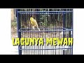 Kenari Gacor Dor Ll Lagu Mewah Ll Kenari Manapun Pasti Nyaut Mp3 - Mp4 Download