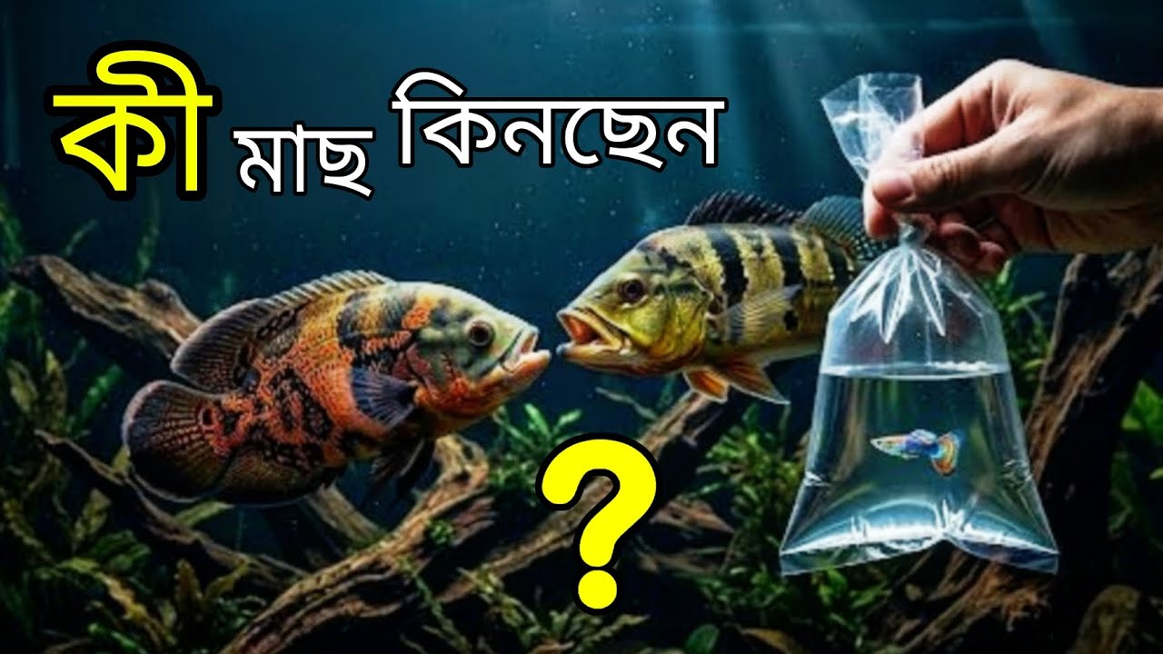 FISH FIGHT 💥 কোন মাছটি আপনার জন্য? | How to Pick Fish for Your Tank