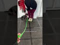 Reactive Dachshund Failed By Multiple Dog Trainers.