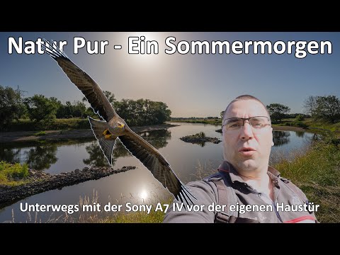 Natur Pur II - Ein Sommermorgen daheim - Greifvögel - Insekten - Sony A7 IV - SEL200-600G - Fotowalk