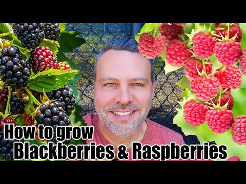 Video: Boysenberry Care: come coltivare i Boysenberries in giardino