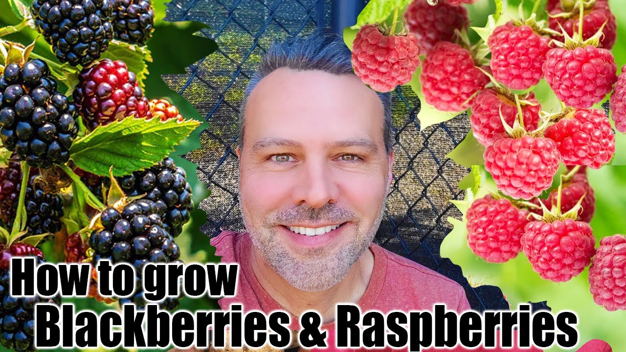 Growing Raspberries and Blackberries in a Home Garden