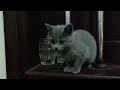 とてもかわいい子猫 part 13 || 子猫 2022