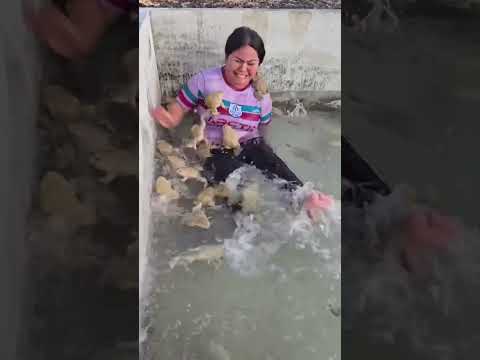 ضفدع سخيف قصير ضفدع رائج