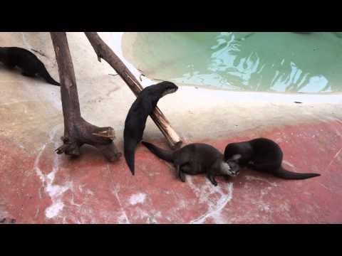 Loutres asiatiques-Pairi Daiza