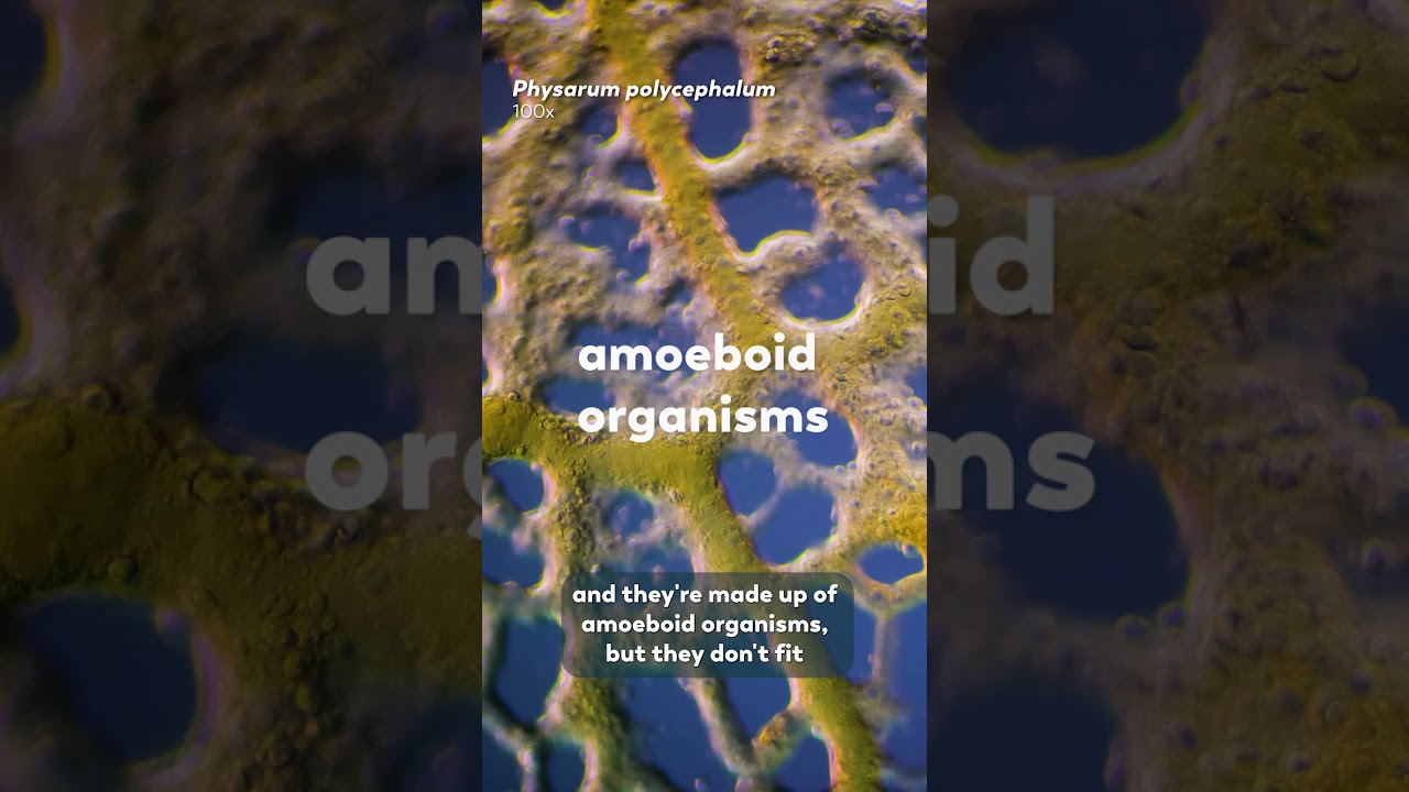 Slime Molds Are A Little Confusing