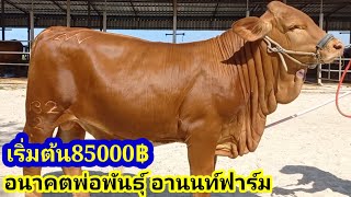 เริ่มต้น85000 เปิดราคาอนาคตพ่อพันธุ์บีฟมาสเตอร์พันธุ์แท้ อานนท์ฟาร์ม#พูดจาภาษาวัว