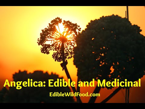 ভিডিও: Angelica archangelica পাতার নির্যাস কি?