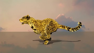 3D Animation. Leopard cub run cycle. Rendered on transparent background