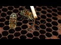 Болезни пчел. Урок 2: нозематоз и бактериальные болезни