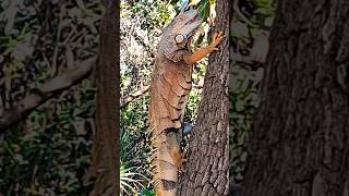 Iguana &amp; Orange Kitty in South Florida