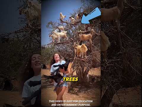 لن تصدق لماذا تتسلق الماعز الأشجار في المغرب