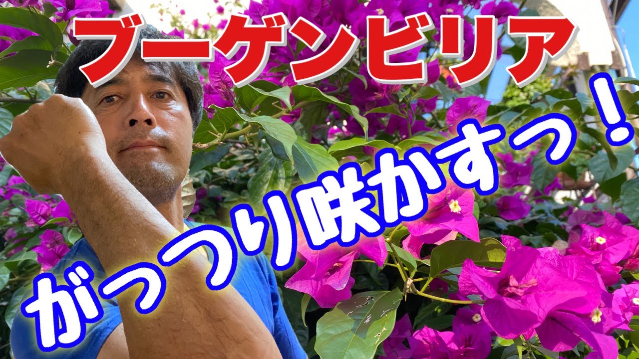 豪快な花の咲かせ方のコツ ブーゲンビリア剪定 一緒に観察していきませんか Youtube