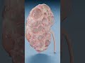 Rat Kidneys vs Godzilla Kidneys