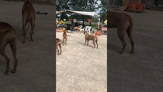 Aggressive bull terrier dog attacks him #bullterrier #bulldogs #dogpark #dogparks #dogs