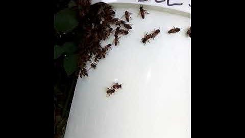 swarm trap update part 2