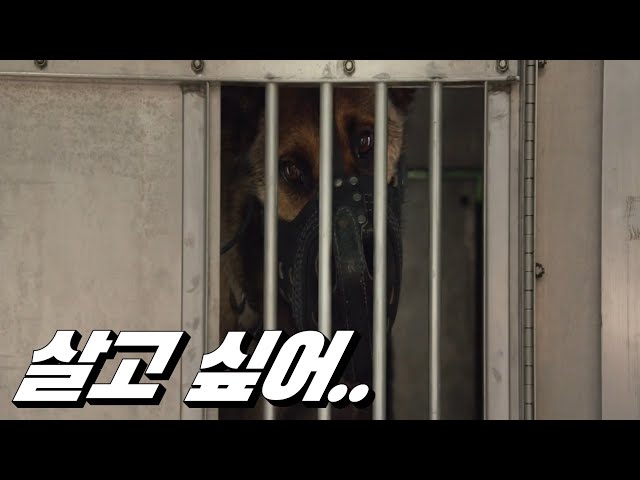 (결말포함)평생을 해병대 수색견으로 살아온 아이가 안락사 판정을 받는 이유(영화리뷰)