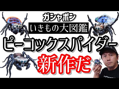 【ガチャガチャ】【いきもの大図鑑】衝撃の新作だ！【ピーコックスパイダー】開封&レビューします。【カプセルトイ】【バンダイ】